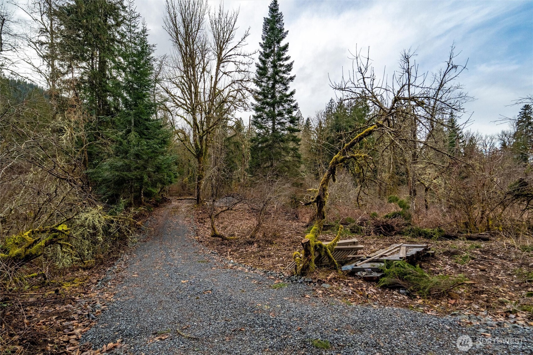 0 Mosquito Lake Road Deming, WA 98244 - Photo 6 of 22 a view of a forest with large trees
