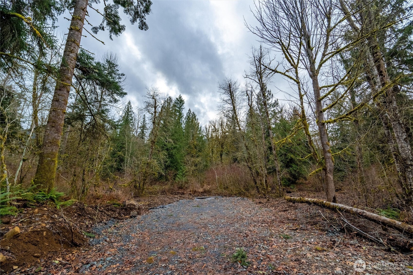 0 Mosquito Lake Road Deming, WA 98244 - Photo 8 of 22 a view of a forest with trees in the background