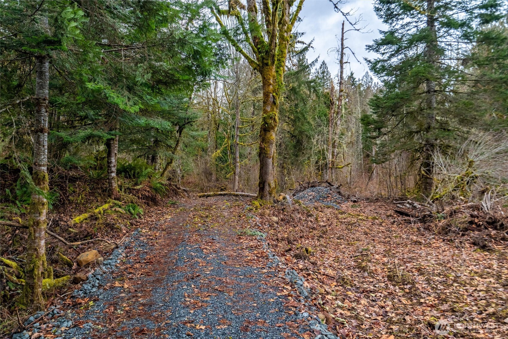 0 Mosquito Lake Road Deming, WA 98244 - Photo 10 of 22 a view of a backyard with trees