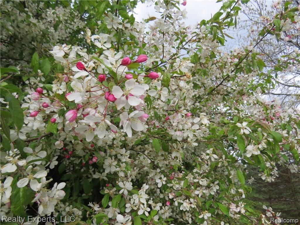 4115 Pingree Road Howell, MI 48843 - Photo 3 of 24 blooming tree.JPG