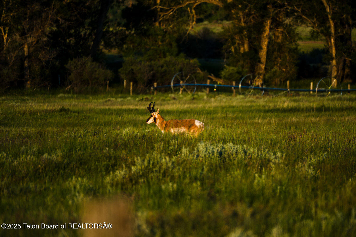Rock Creek Ranch Buffalo, WY 82834 - Photo 34 of 35 034_dsc_0960_779