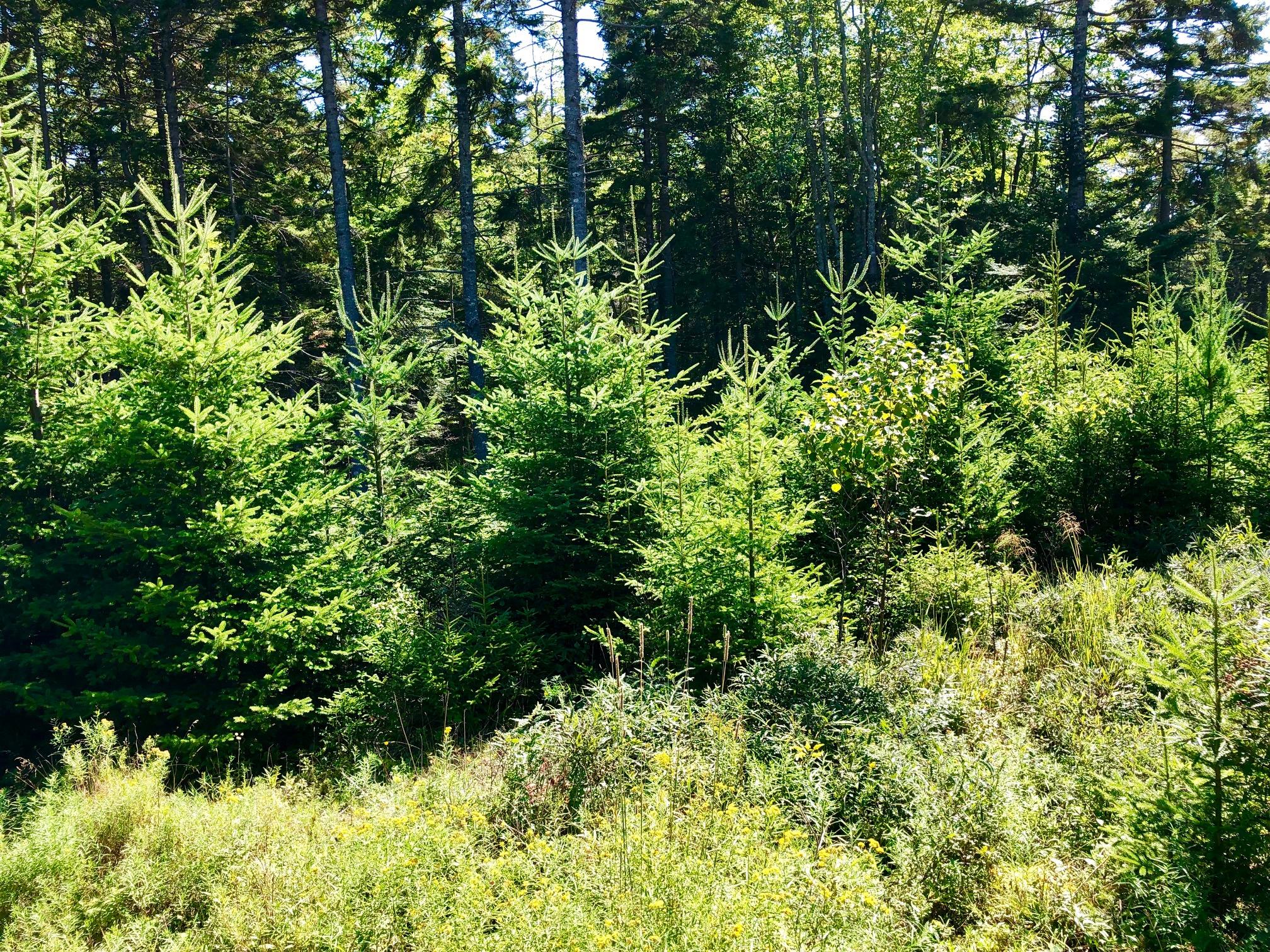 130 Bass Harbor Woods Road Bass Harbor, ME 04653 - Photo 37 of 41 Land