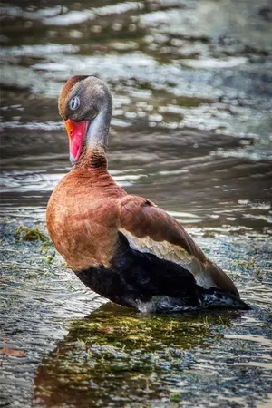 a view of swimming pool with lawn chairs under an umbrella