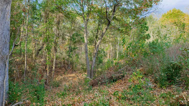a view of a forest with a tree