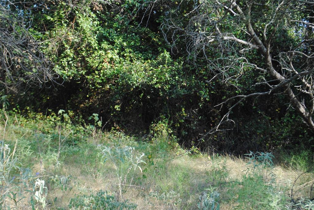 131 Comanche Tx 76857 Rising Star, TX 76471 - Photo 11 of 34 a view of a lush green forest