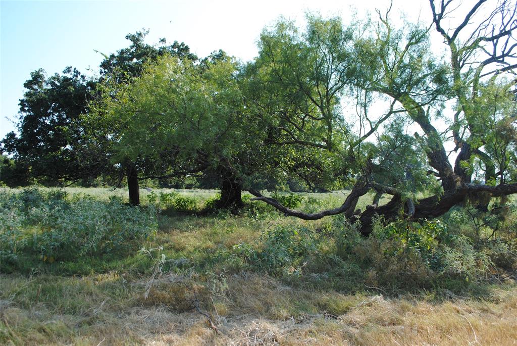 131 Comanche Tx 76857 Rising Star, TX 76471 - Photo 3 of 34 a view of a park with large trees