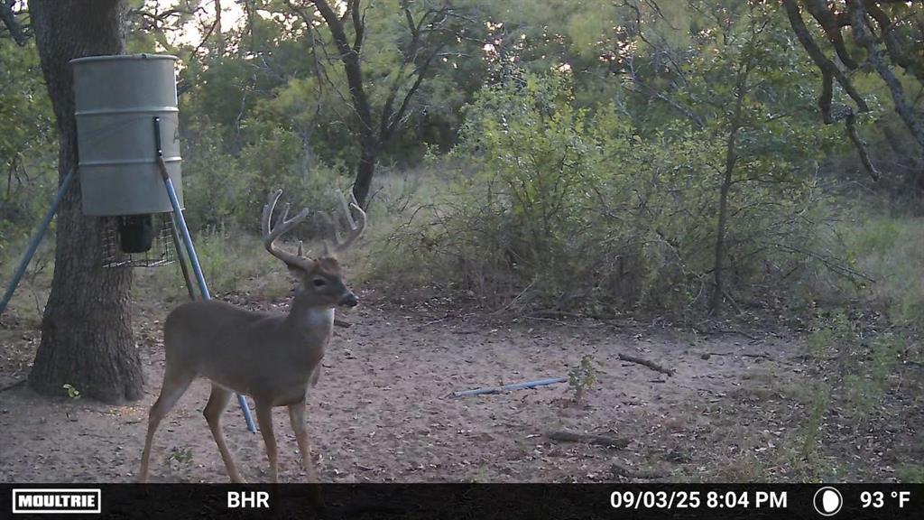 131 Comanche Tx 76857 Rising Star, TX 76471 - Photo 5 of 34 a view of a yard