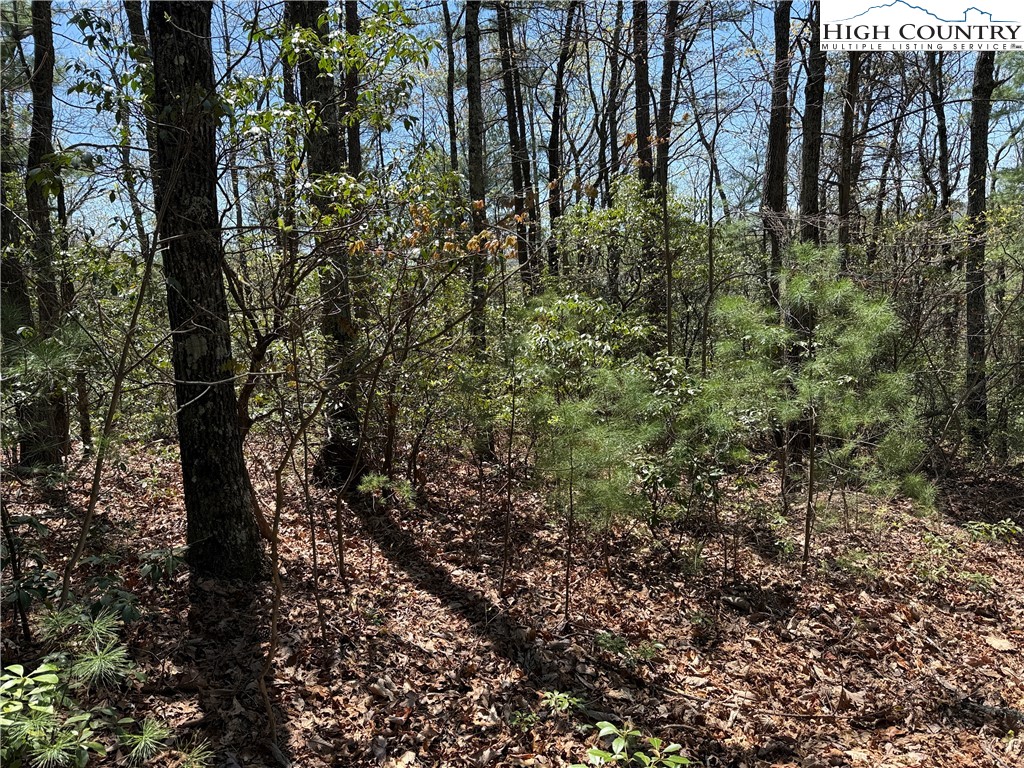 Lot 213 Casey Mountain Road Purlear, NC 28665 - Photo 11 of 45 a view of a forest with lots of trees