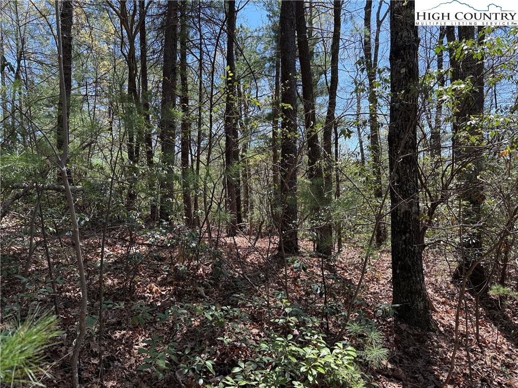 Lot 213 Casey Mountain Road Purlear, NC 28665 - Photo 12 of 45 a view of a forest with a tree
