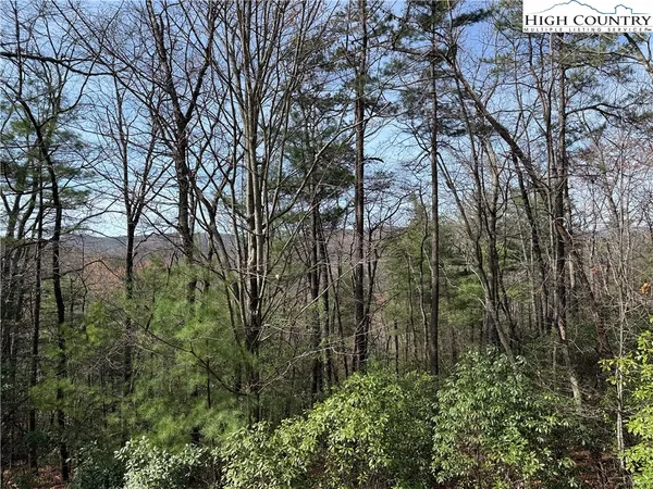 a view of a forest
