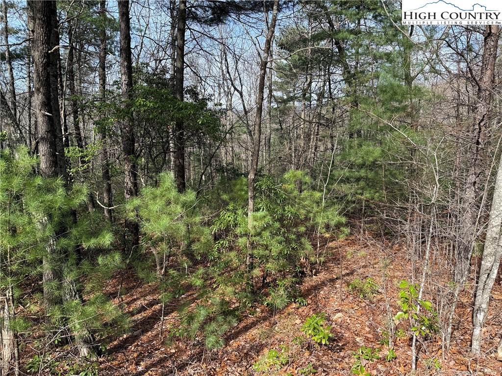 Lot 213 Casey Mountain Road Purlear, NC 28665 - Photo 5 of 44 a view of a forest with a tree