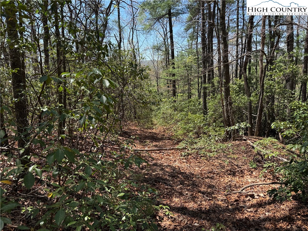 Lot 213 Casey Mountain Road Purlear, NC 28665 - Photo 6 of 44 a view of a forest with trees