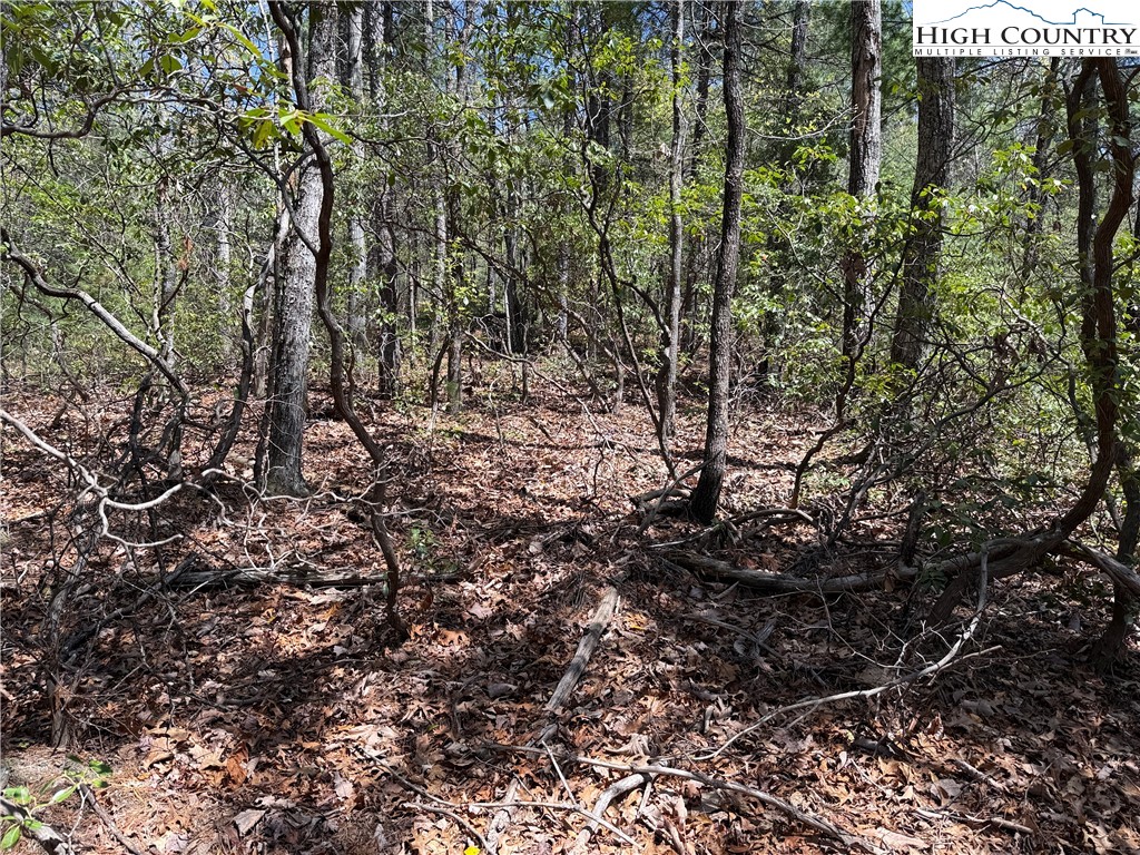 Lot 213 Casey Mountain Road Purlear, NC 28665 - Photo 10 of 45 a view of a forest with a tree