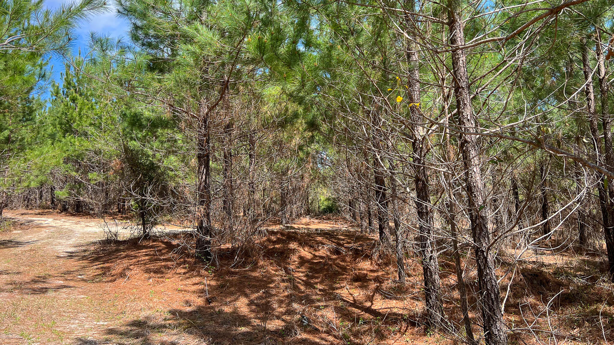 0 Hill Top Road Camden, SC 29020 - Photo 12 of 12 Hill Top Road Compass South SC Land for