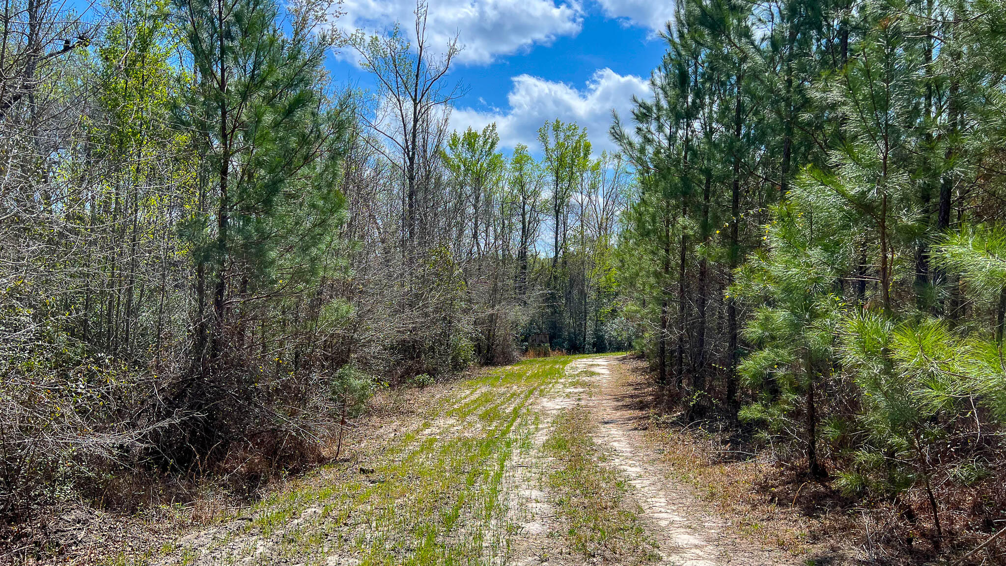 0 Hill Top Road Camden, SC 29020 - Photo 6 of 12 Hill Top Road Compass South SC Land for