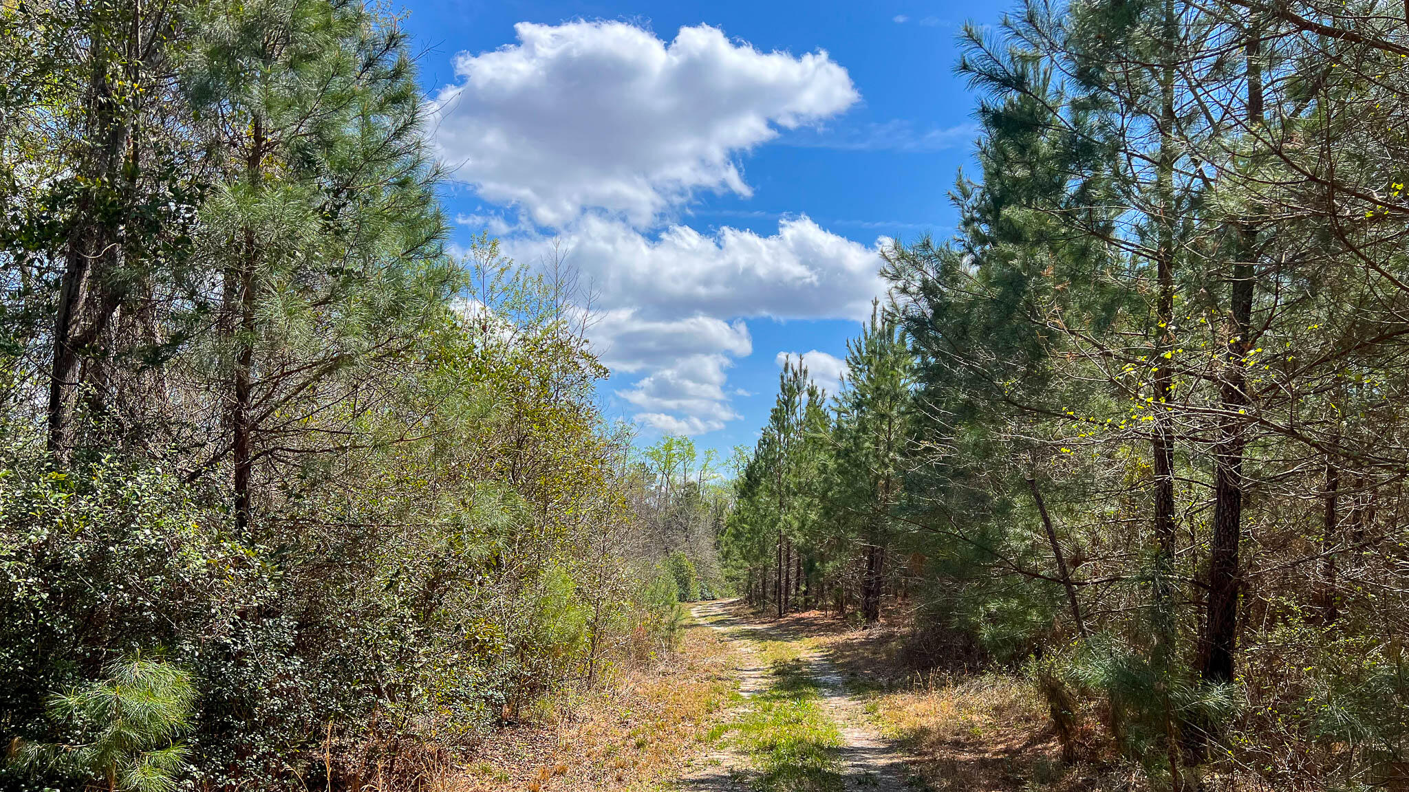 0 Hill Top Road Camden, SC 29020 - Photo 10 of 12 Hill Top Road Compass South SC Land for