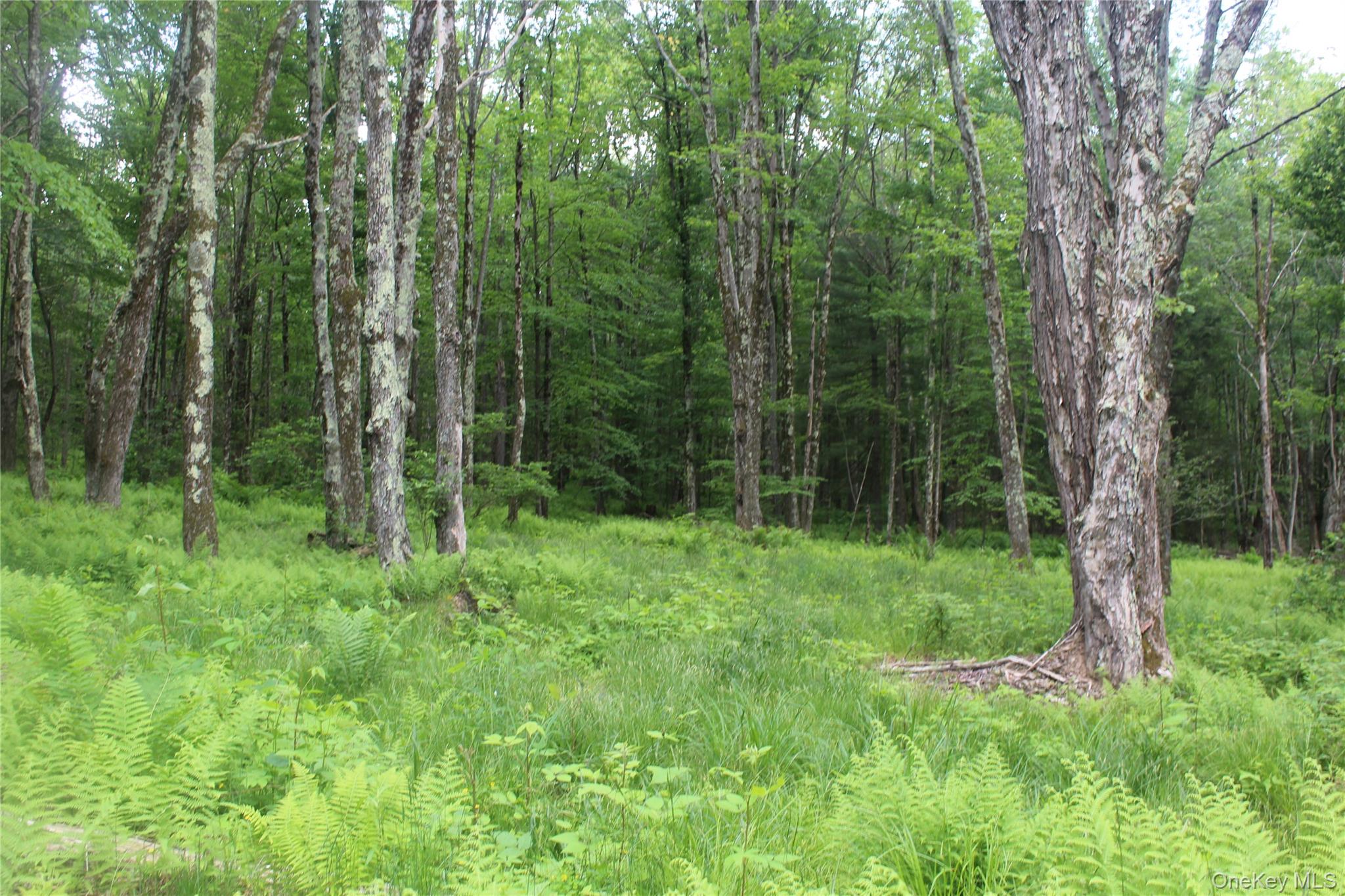 624 County Road Fremont Center, NY 12736 - Photo 2 of 40 Wooded property featuring mature trees and lush undergrowth