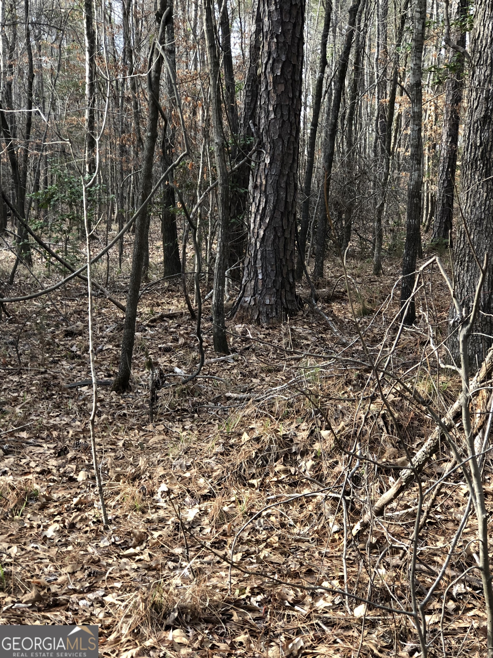438 Lake Laurel Road Milledgeville, GA 31061 - Photo 2 of 5 a view of a forest with trees