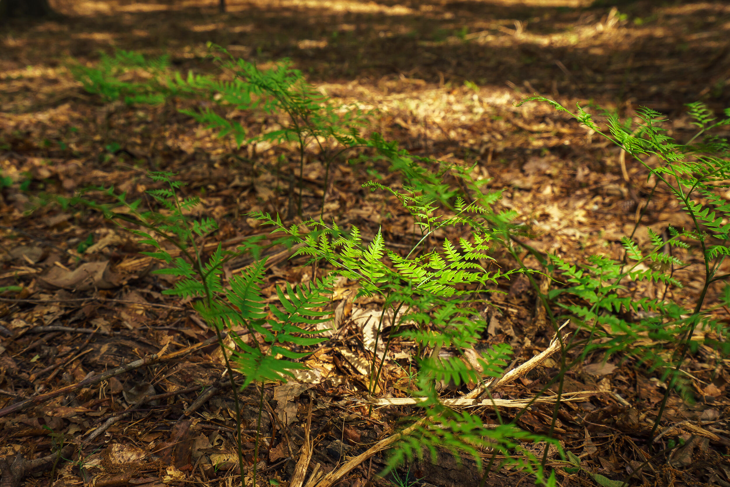 Lot 3 Banks Mill Road Southeast Aiken, SC 29803 - Photo 2 of 42