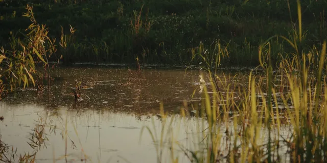 a view of a lake in middle of forest