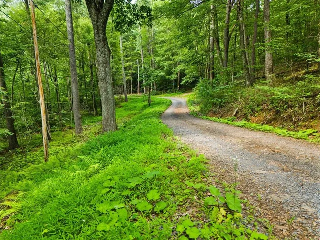 a view of a park with large trees