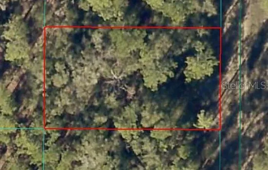 a view of a tree