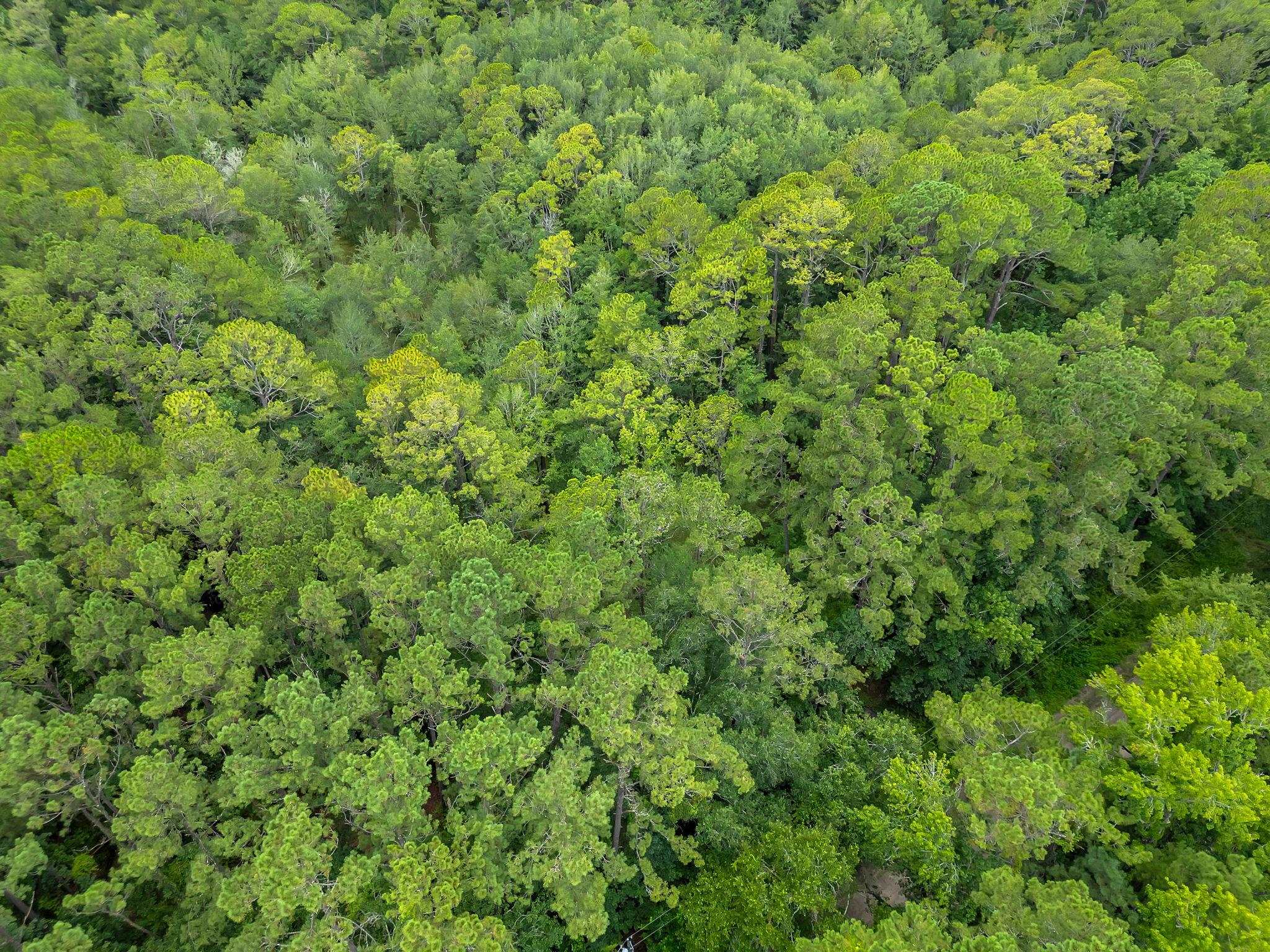 Xxx Xxx Red Gum Road Tallahassee, FL 32304 - Photo 2 of 8