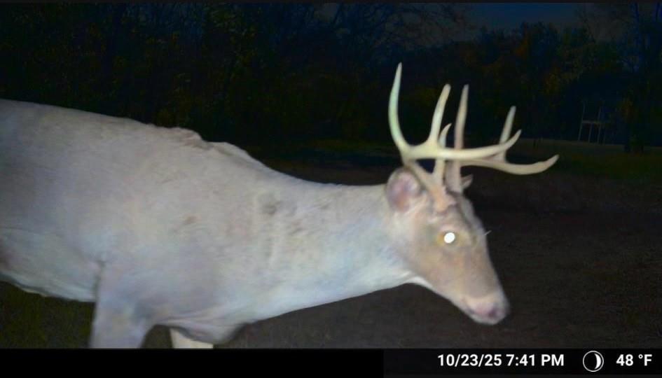 16707 South Groll Road Greenwood, MO 64034 - Photo 43 of 51