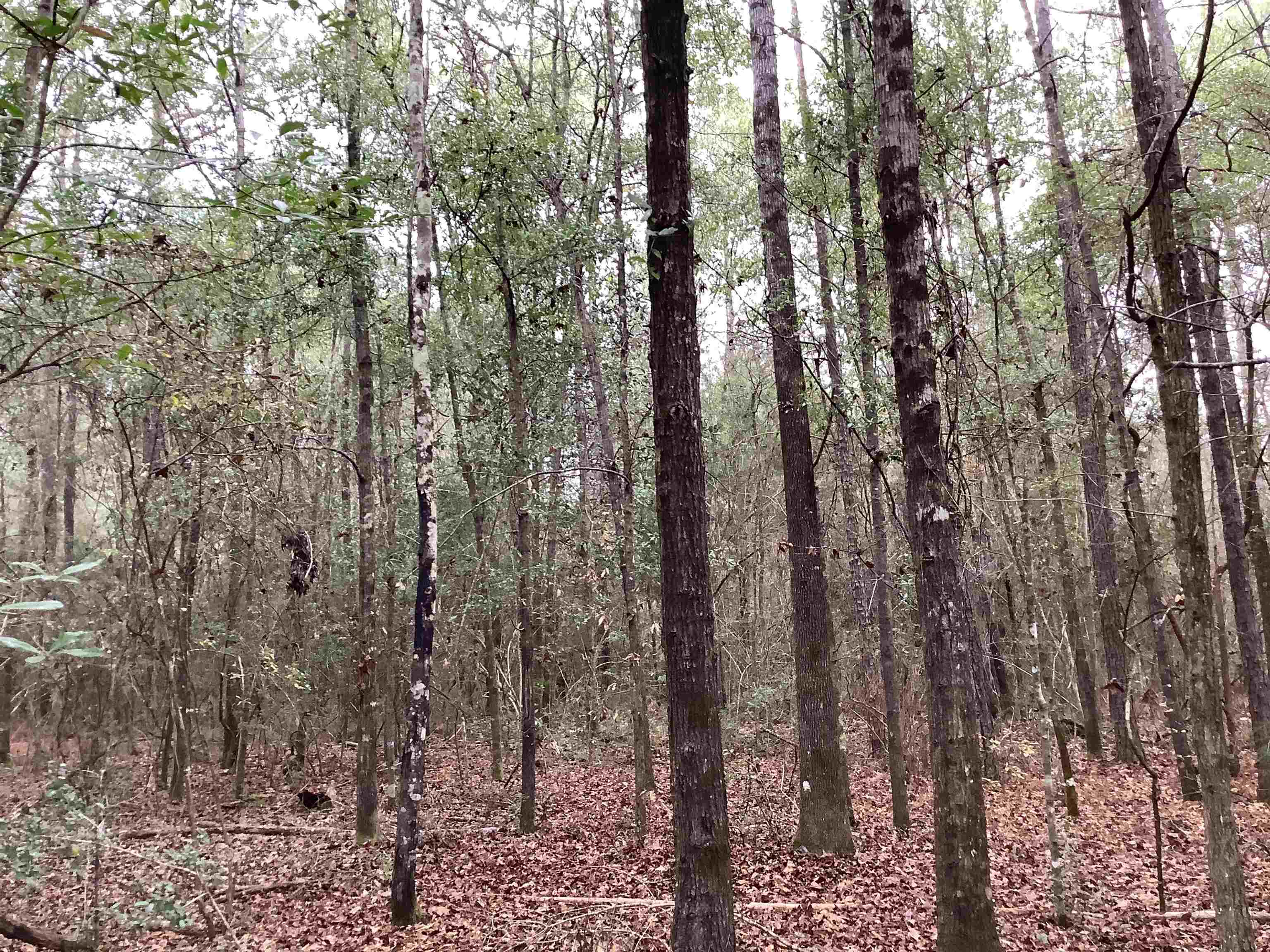 20740 Ray Armstrong Road Andalusia, AL 36421 - Photo 22 of 48 Gallery Image 22