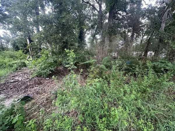 a view of a lush green forest