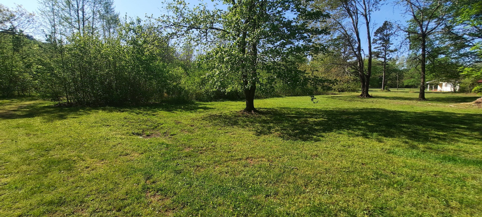 637 Robinson Road Centerville, TN 37033 - Photo 6 of 6 a view of a tree in a yard