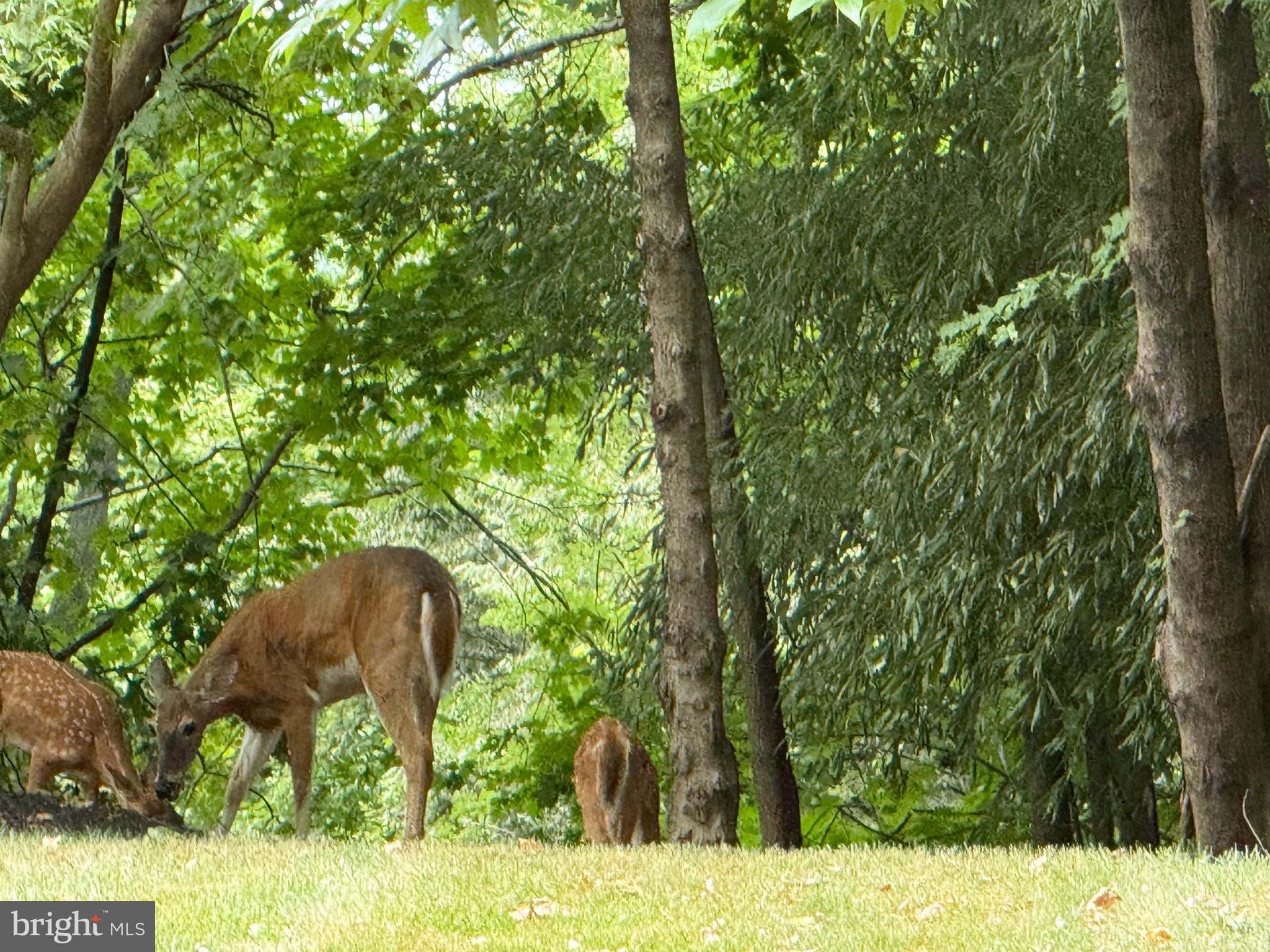 2 Winners Circle, Unit 1B Owings Mills, MD 21117 - Photo 36 of 39 a view of a yard in front of a house