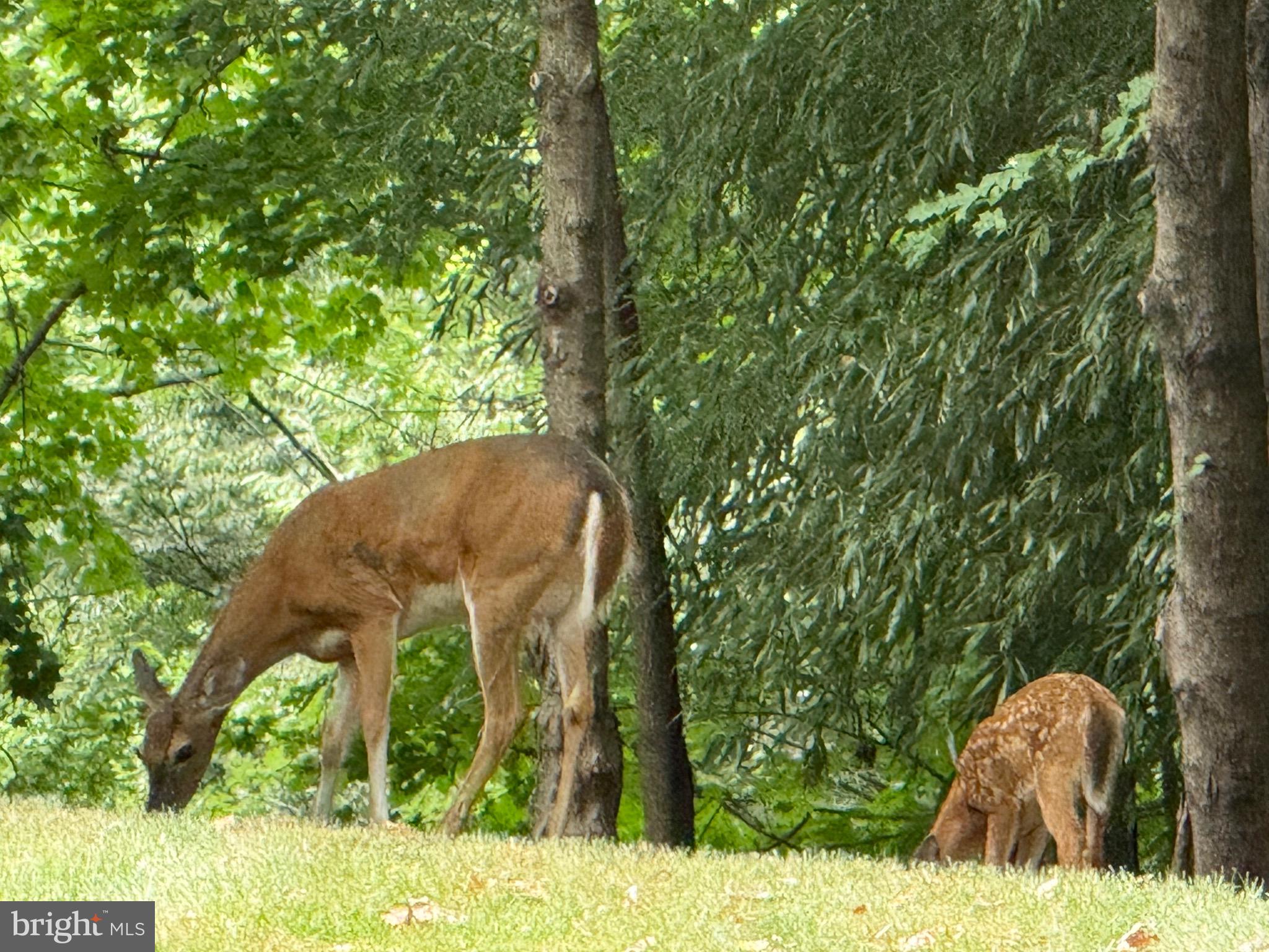 2 Winners Circle, Unit 1B Owings Mills, MD 21117 - Photo 37 of 39 a backyard of a house with large trees and plants