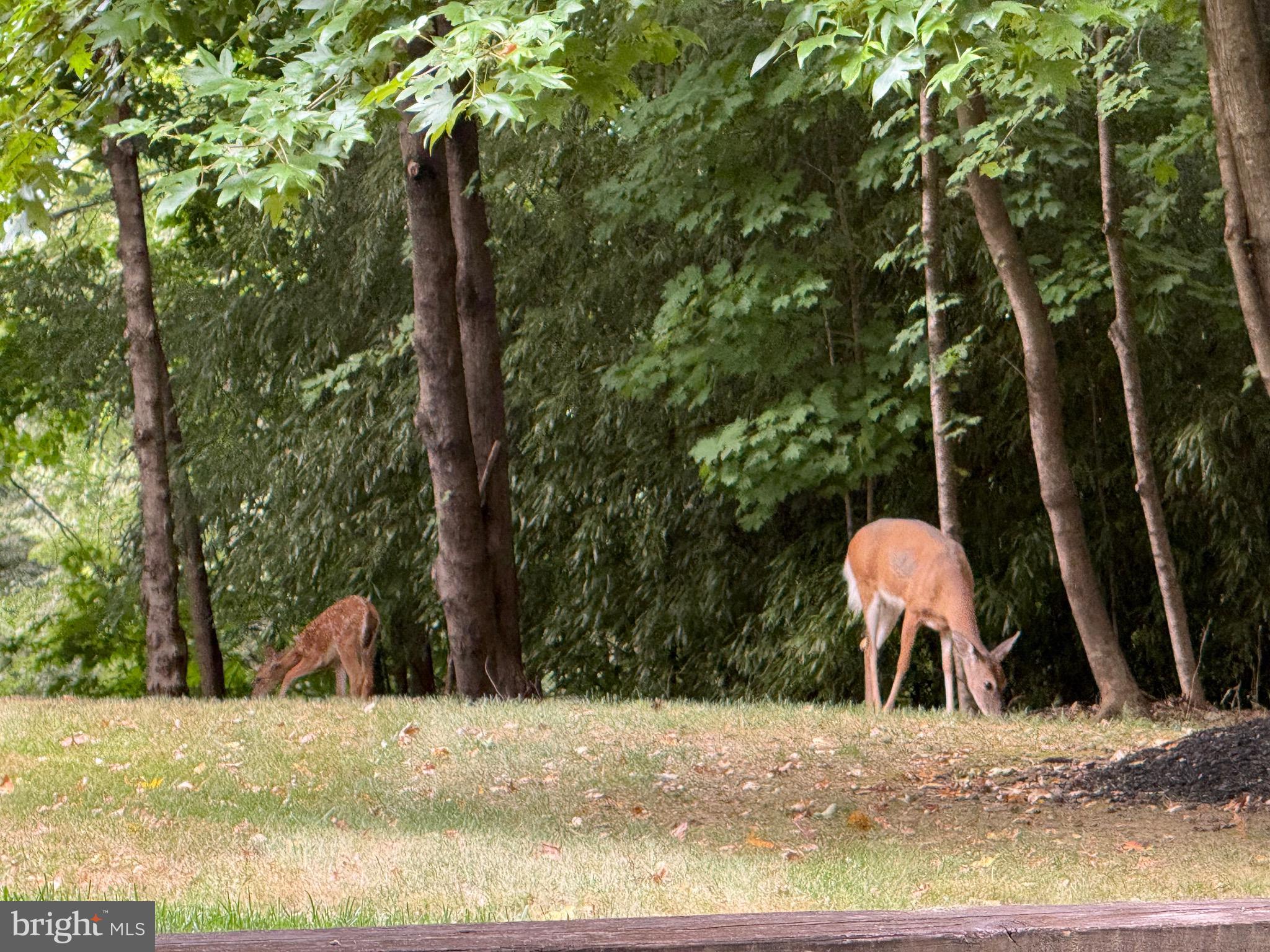 2 Winners Circle, Unit 1B Owings Mills, MD 21117 - Photo 38 of 39 a backyard of a house with yard and entertaining space