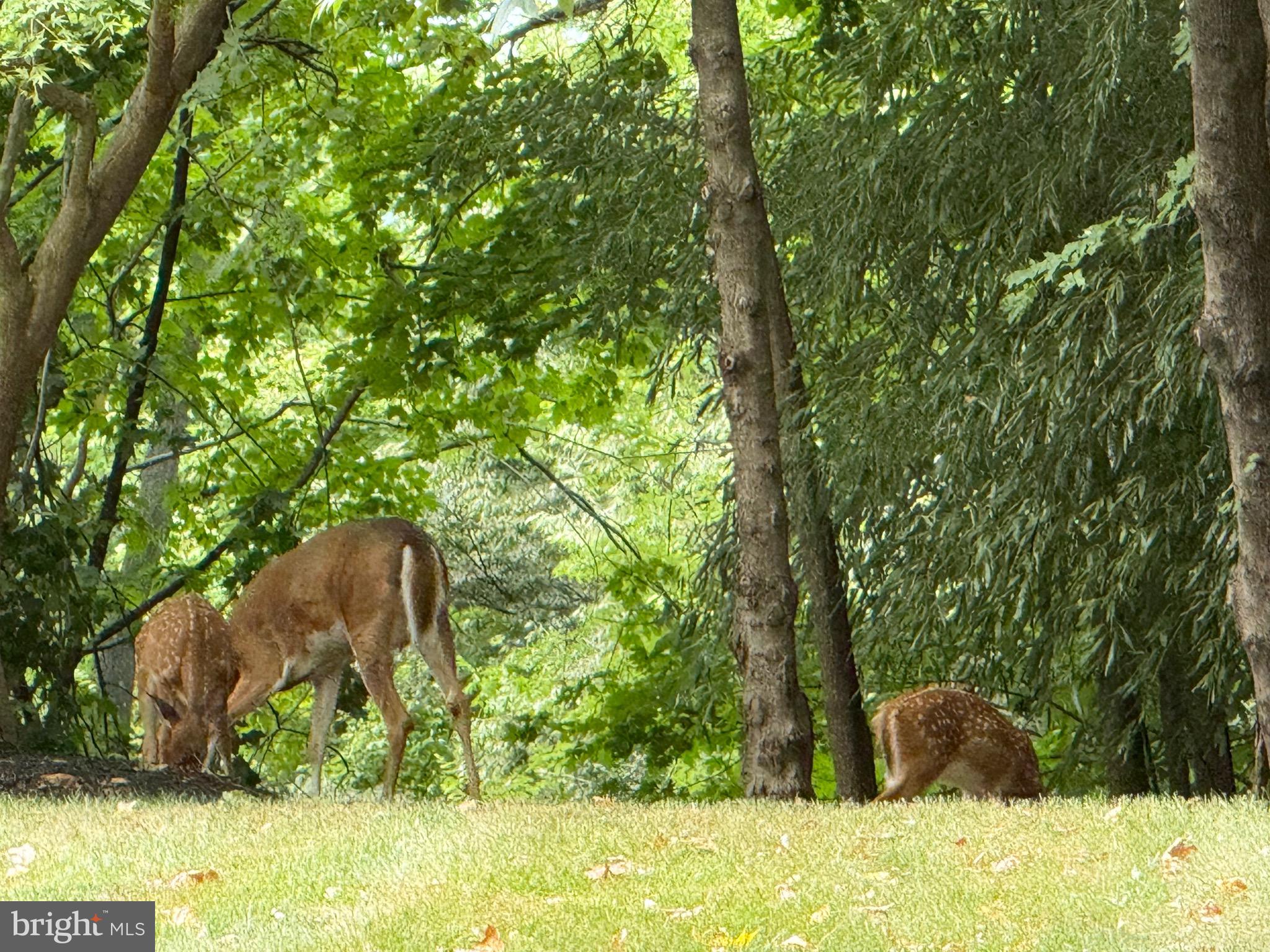 2 Winners Circle, Unit 1B Owings Mills, MD 21117 - Photo 39 of 39 a view of a yard