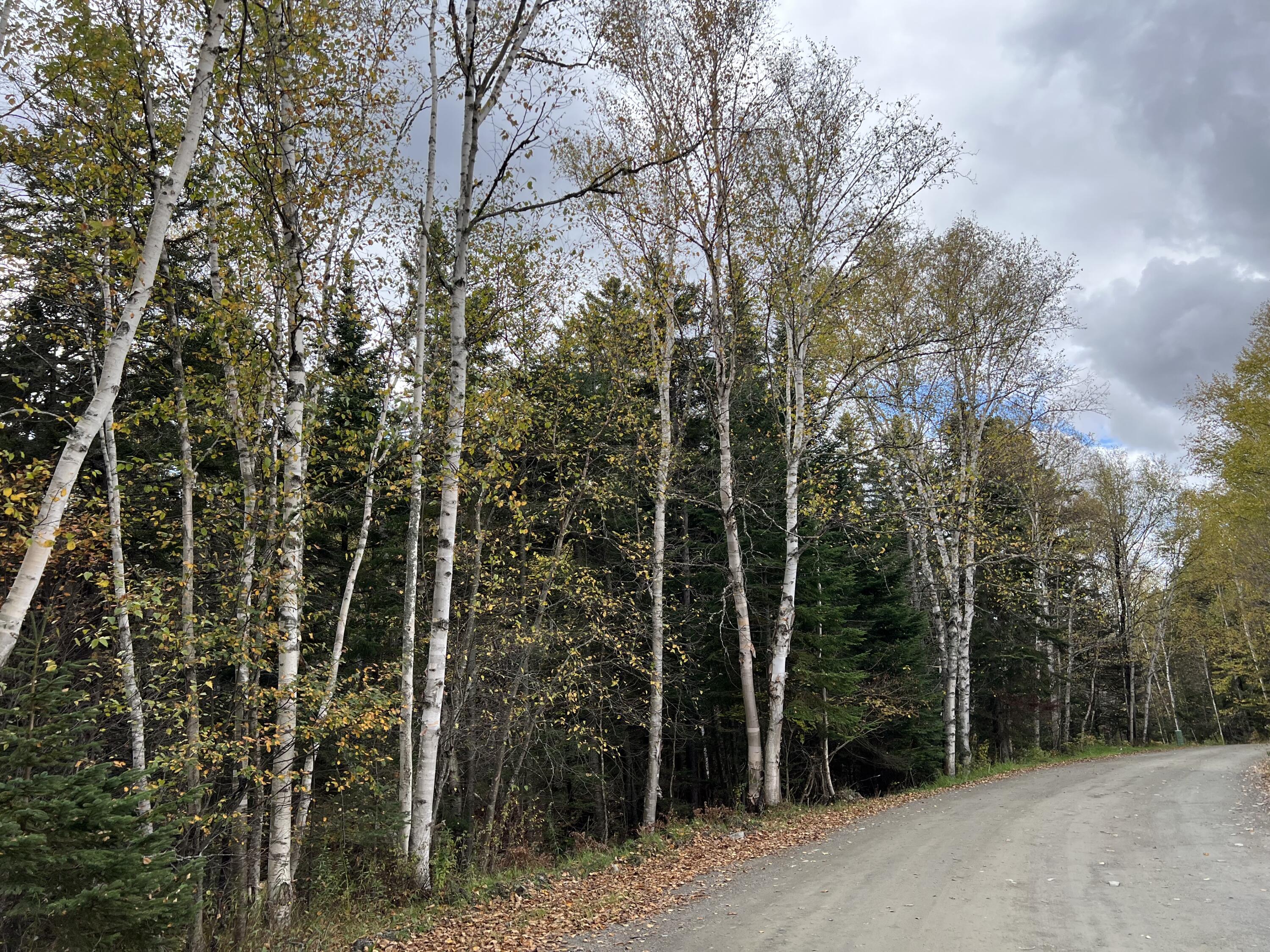 13-30 Overlook Road Sandy River Plt, ME 04970 - Photo 2 of 24 Lined with Birch Trees
