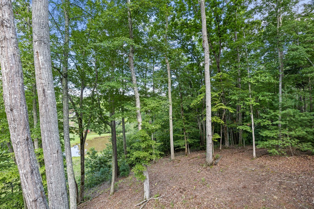 89 Whispering Hawk Trail Morganton, GA 30560 - Photo 29 of 33 a view of a forest with trees