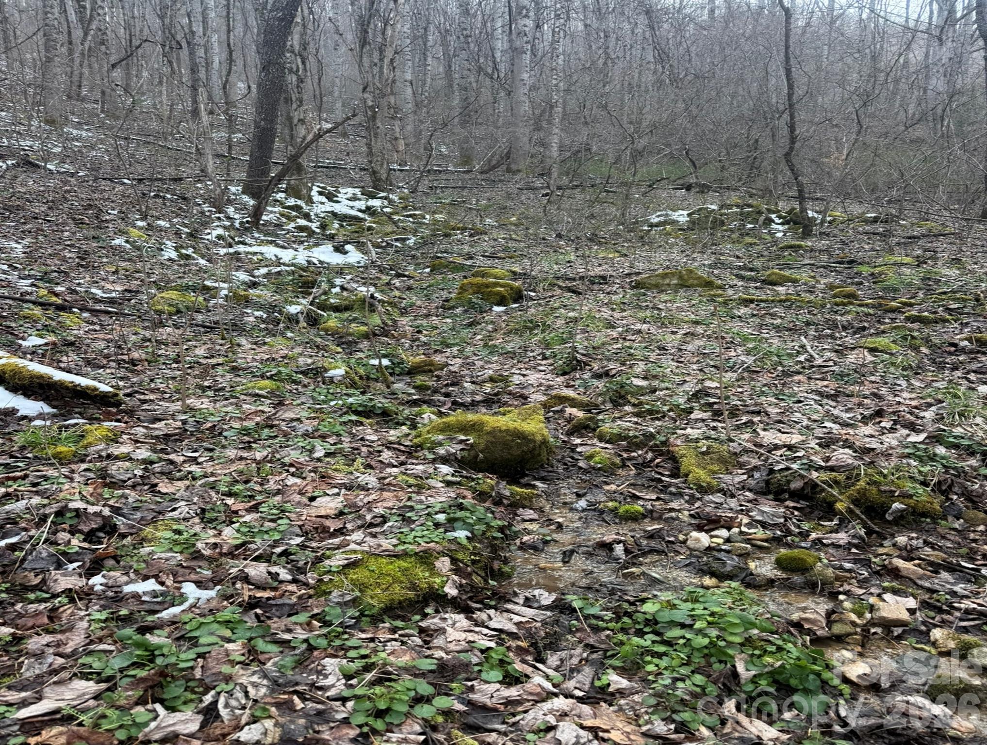 Tbd 1.21-acres Tbd 1.21-acres Jass Cove Road Marshall, NC 28753 - Photo 4 of 9 a view of a dry yard with trees