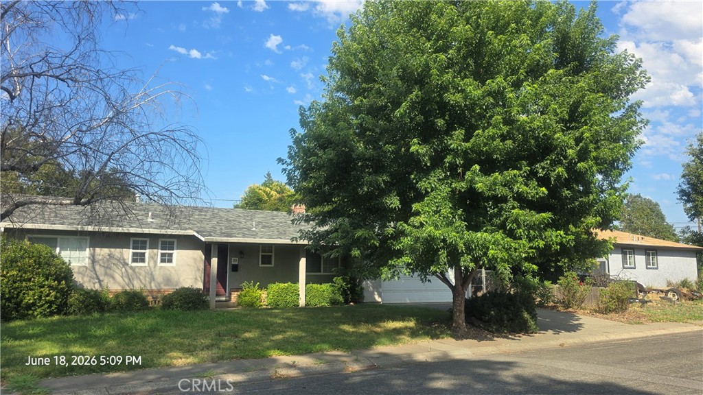 Beautiful shade tree in front yard