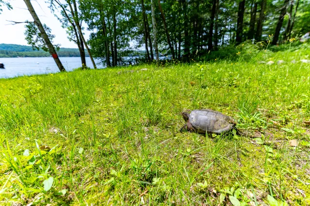 $515,000 | 532 Cape Monday Road, Harrison, ME 04040