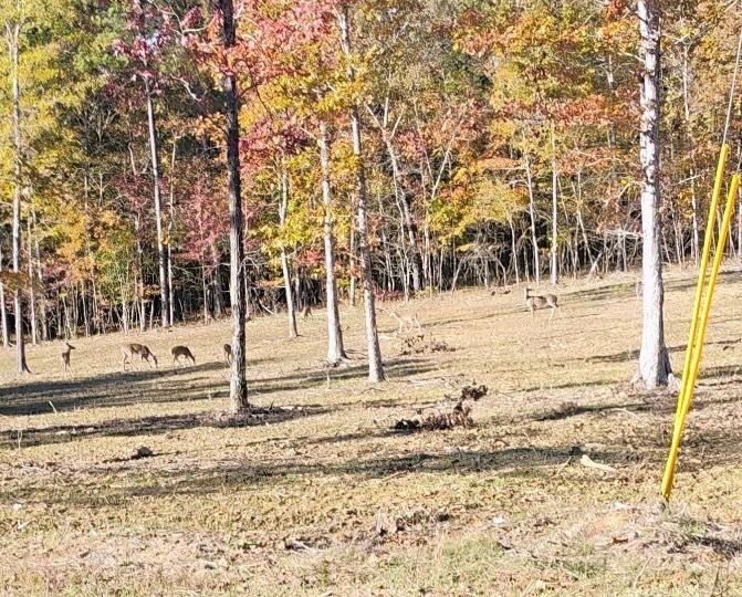0 Melson Road Southwest Cave Spring, GA 30124 - Photo 2 of 4 a view of a yard covered in snow