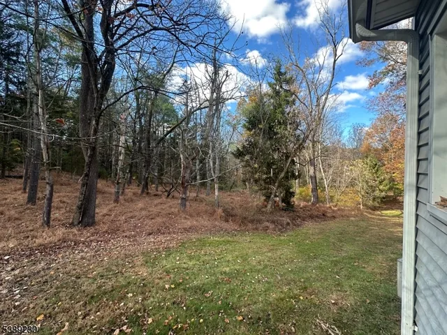 a view of a forest with trees in the background