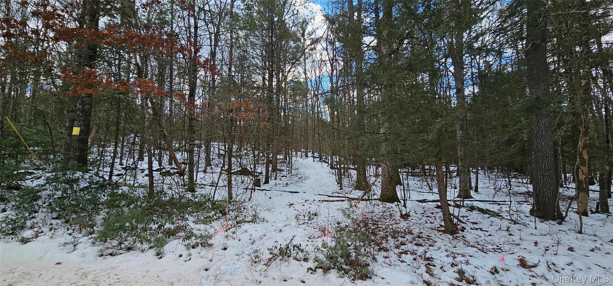 Lot 82 Perry Pond Road Narrowsburg, NY 12764 - Photo 17 of 18 a view of a forest with trees