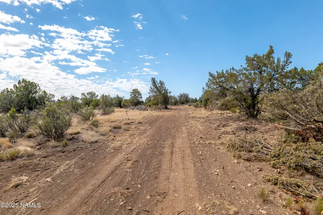 a view of a dry yard with trees