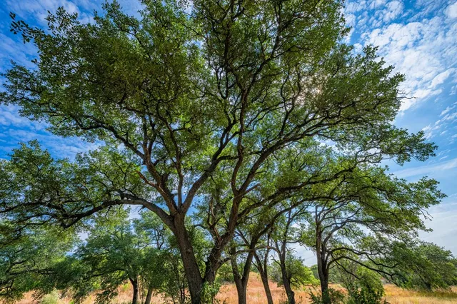 a backyard of a house with lots of trees