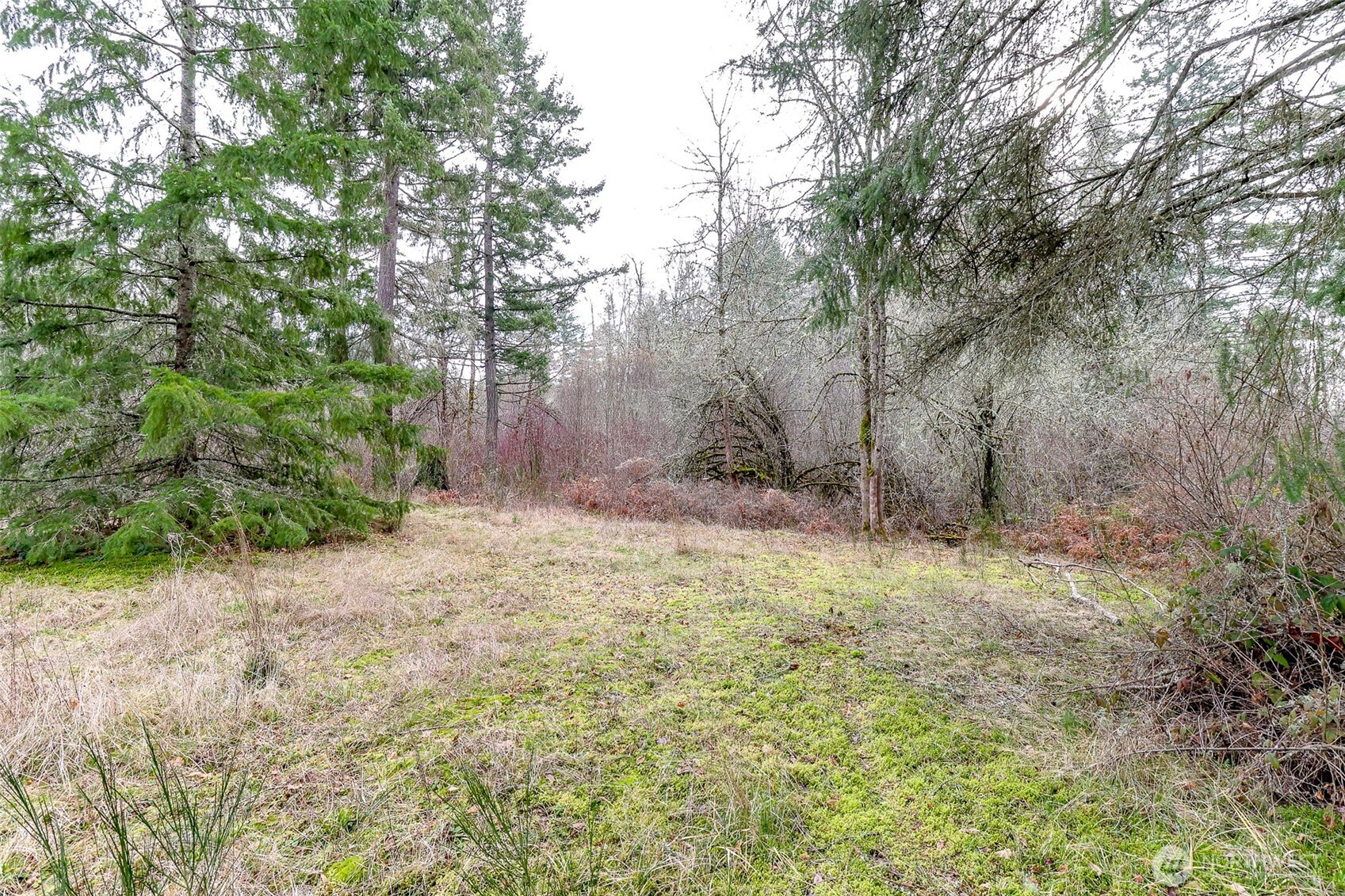 25414 48th Avenue East Graham, WA 98338 - Photo 14 of 25 a backyard of a house with lots of green space