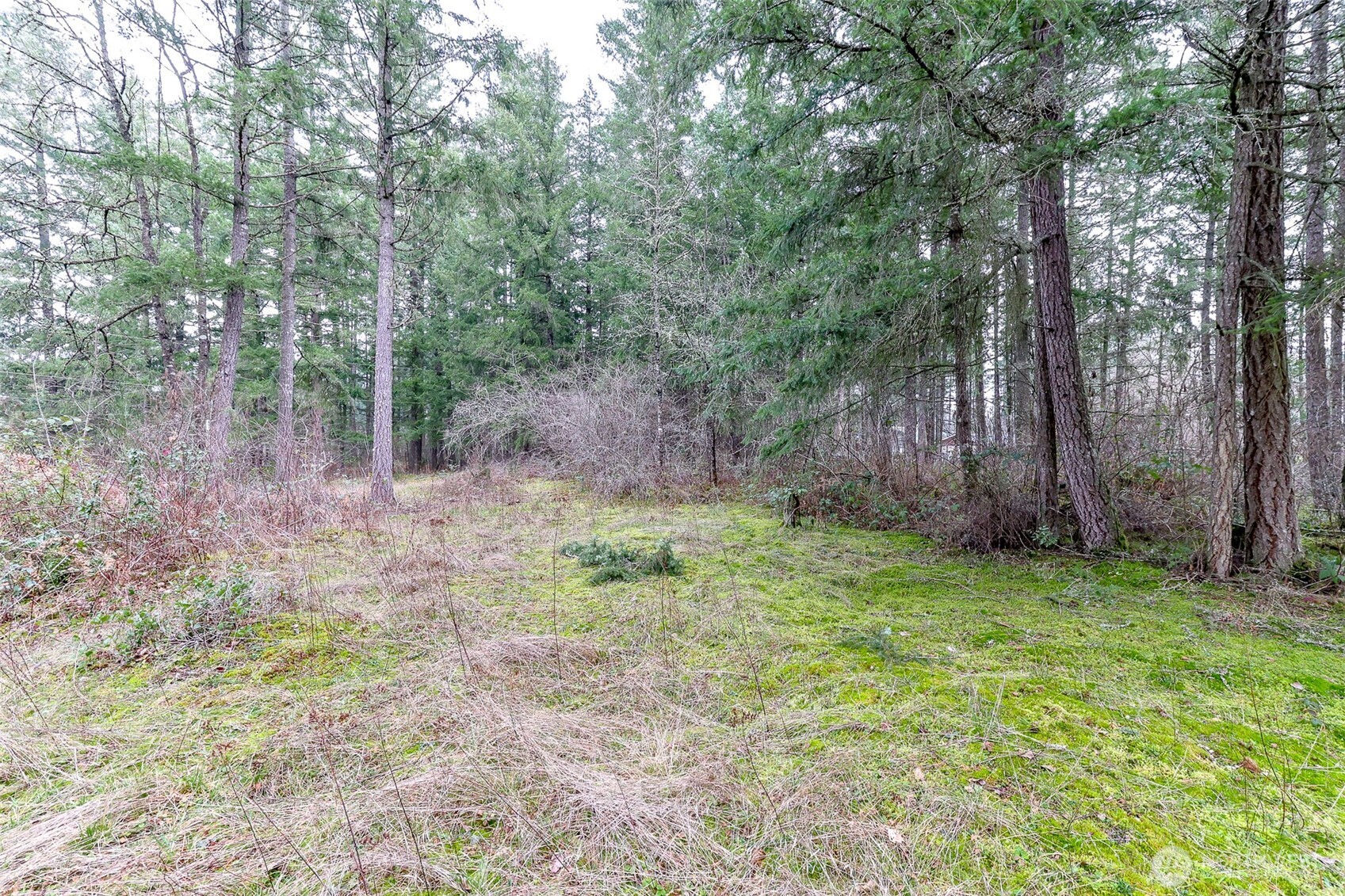 25414 48th Avenue East Graham, WA 98338 - Photo 15 of 25 a backyard of a house with lots of green space