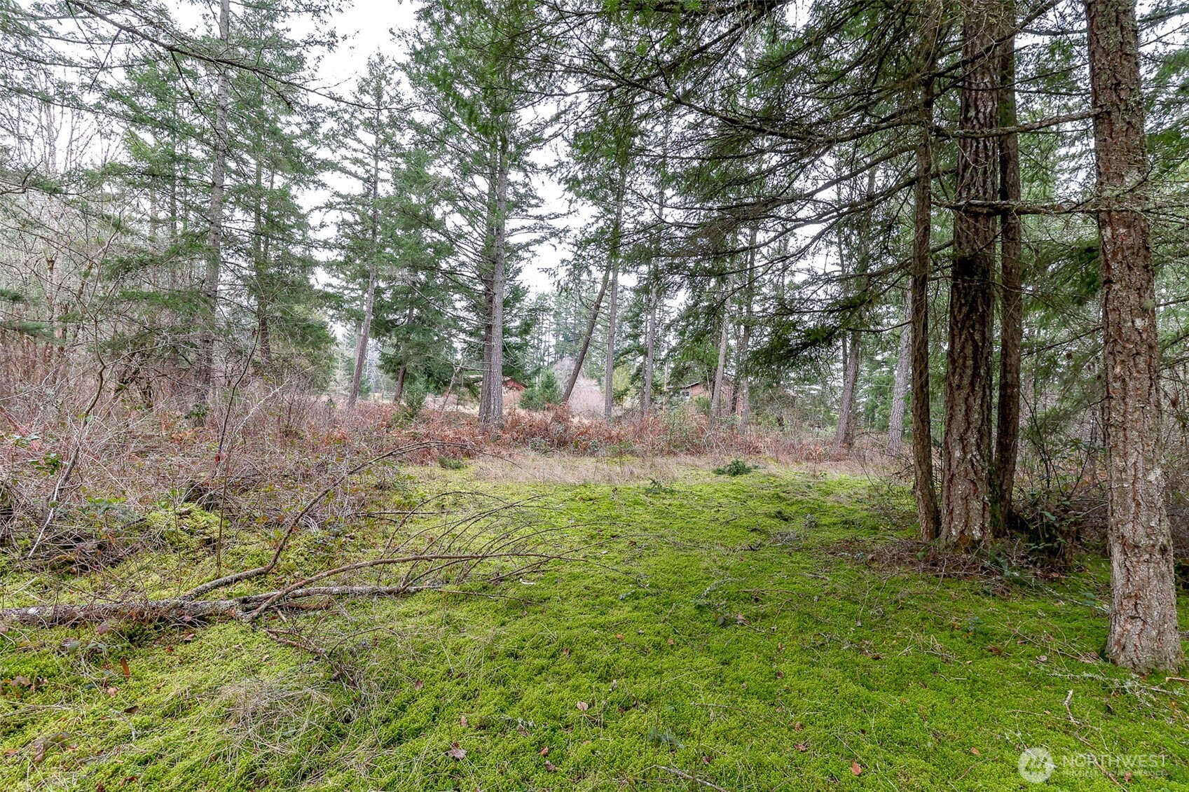 25414 48th Avenue East Graham, WA 98338 - Photo 16 of 25 a big yard with lots of green space and house in the back