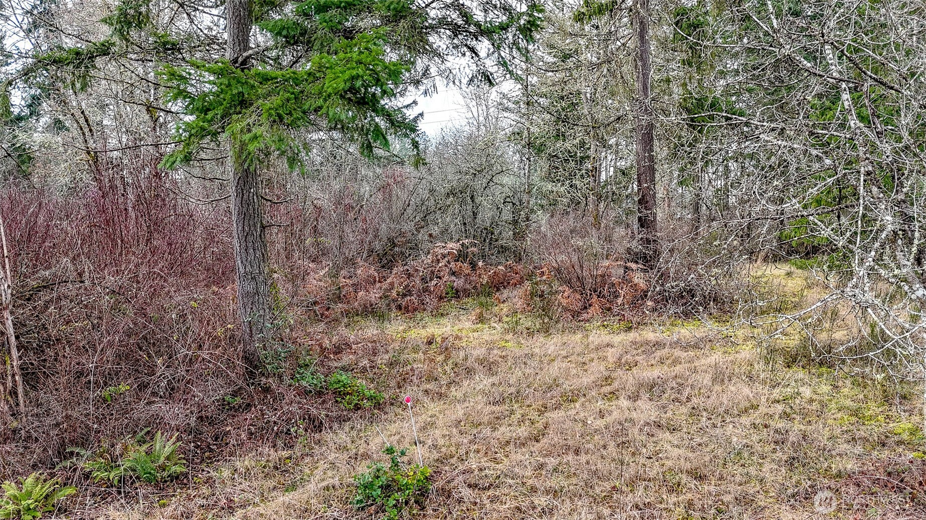 25414 48th Avenue East Graham, WA 98338 - Photo 19 of 25 a view of a yard with a tree