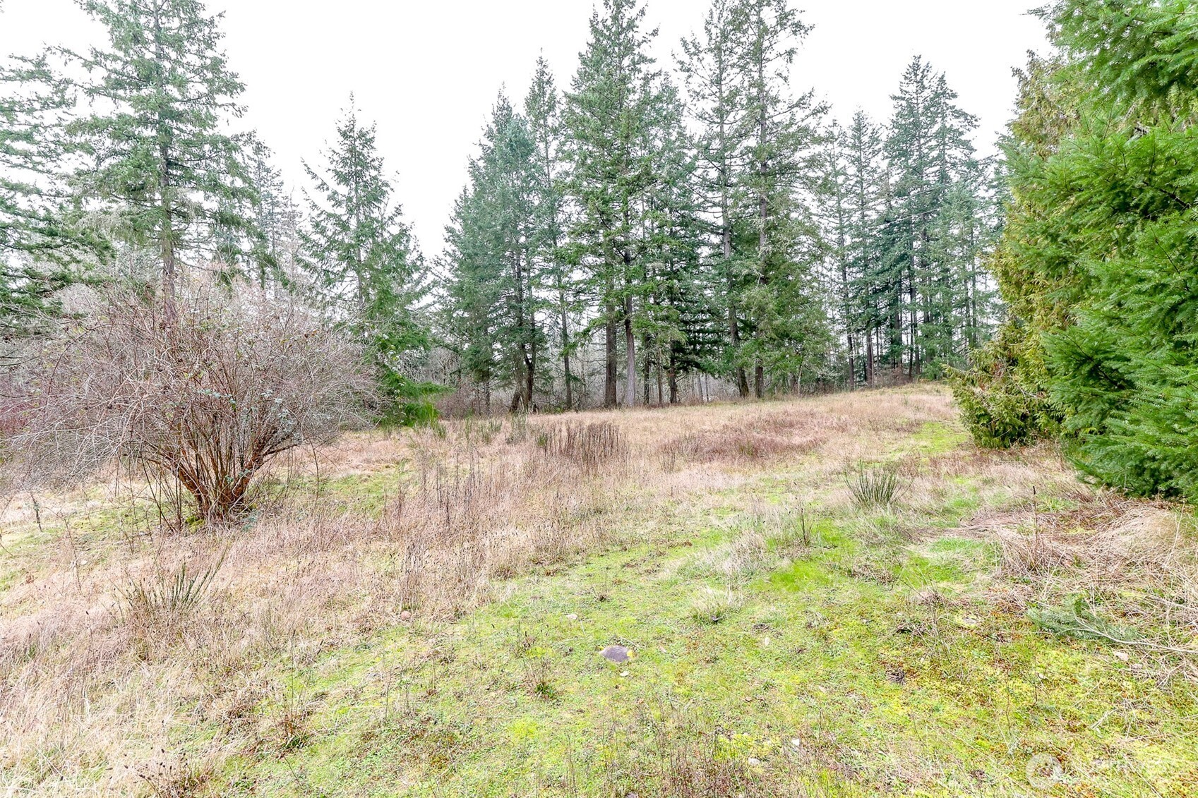 25414 48th Avenue East Graham, WA 98338 - Photo 7 of 25 a view of a yard with trees